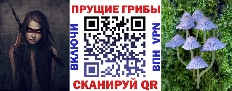 Купить  Нальчик  Галлюциногенные грибы Psilocybine cubensis 